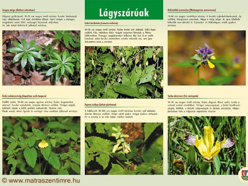 Tábla - Lágyszárúak