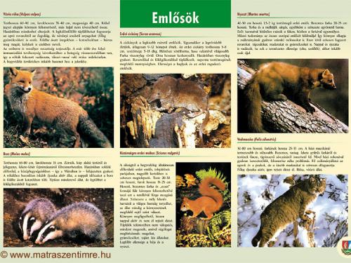 Tábla - Emlősök