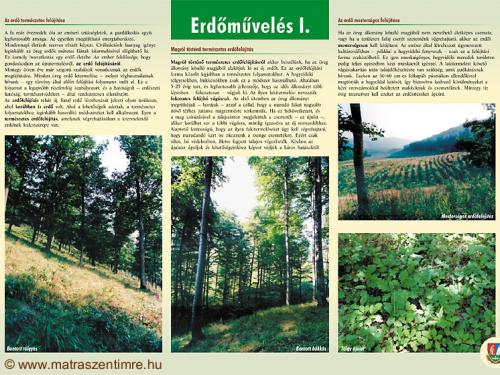 Tábla - Erdőművelés I.