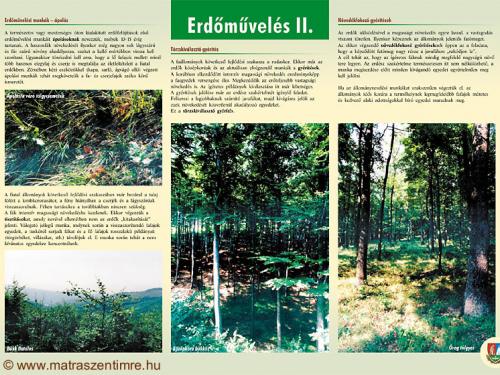 Tábla - Erdőművelés II.