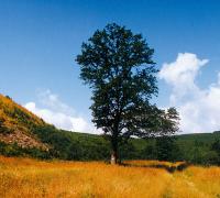 2. Vörös-kő körút 